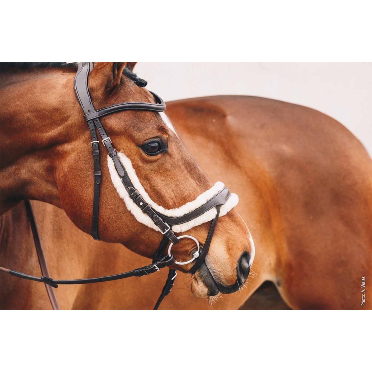 TESTIERA EQUILINE ANATOMICA - Selleria La Quercia - articoli per cavalli e  cavalieri